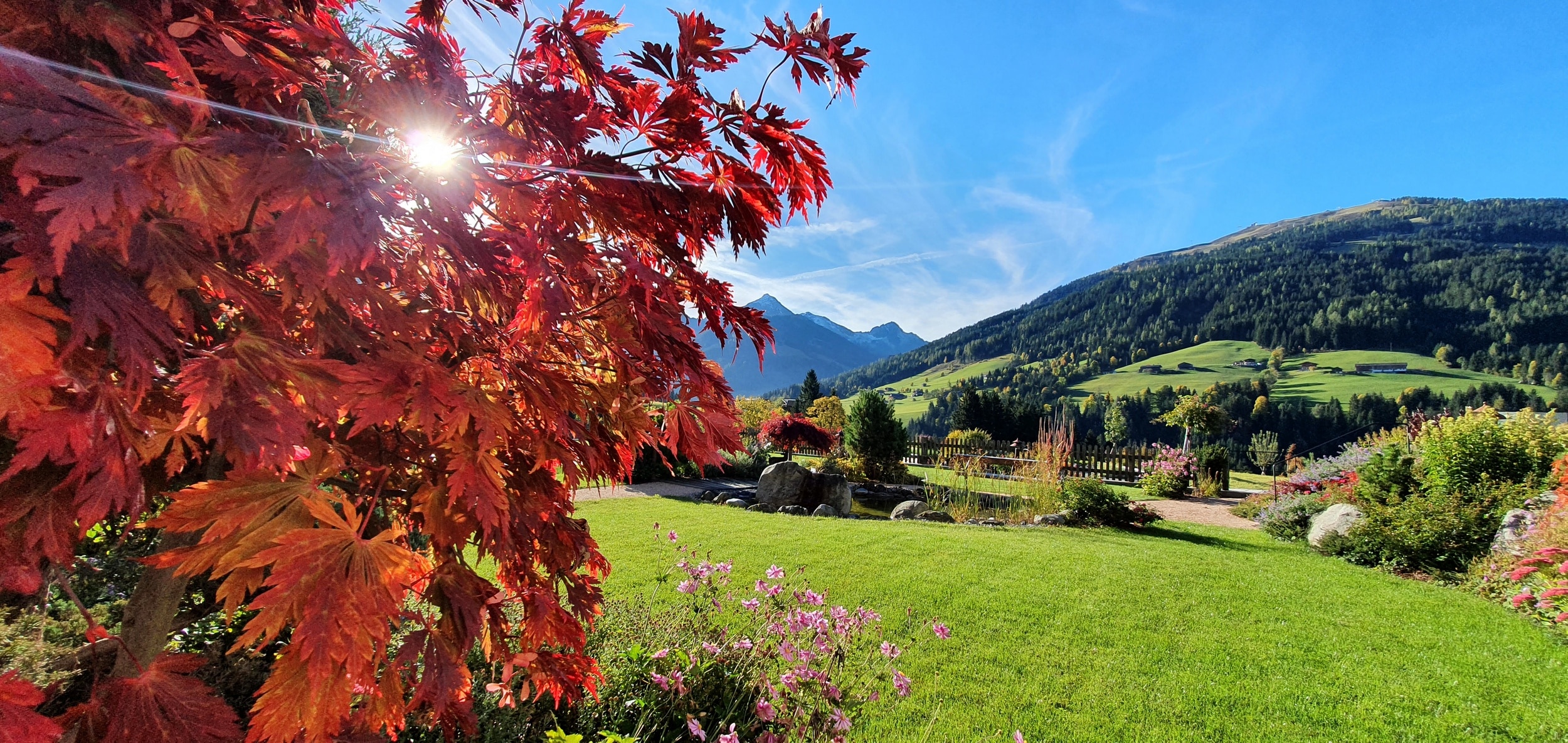 herbstlicher roter Ahornbaum im Garten mit Teich und Blick in die Berge