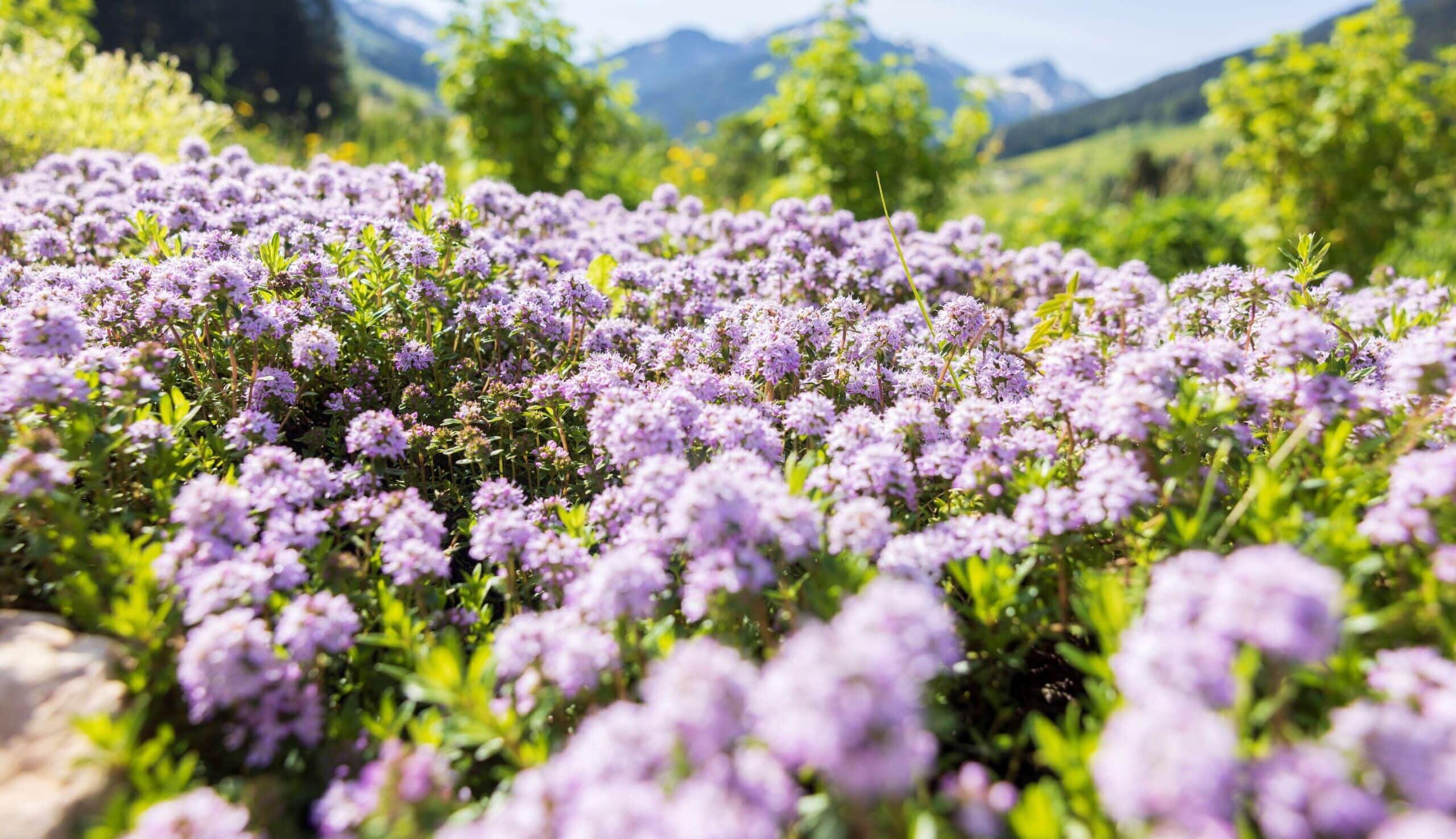 Feld voller lila Blüten mit einem Bergpanorama im Hintergrund an einem sonnigen Tag.