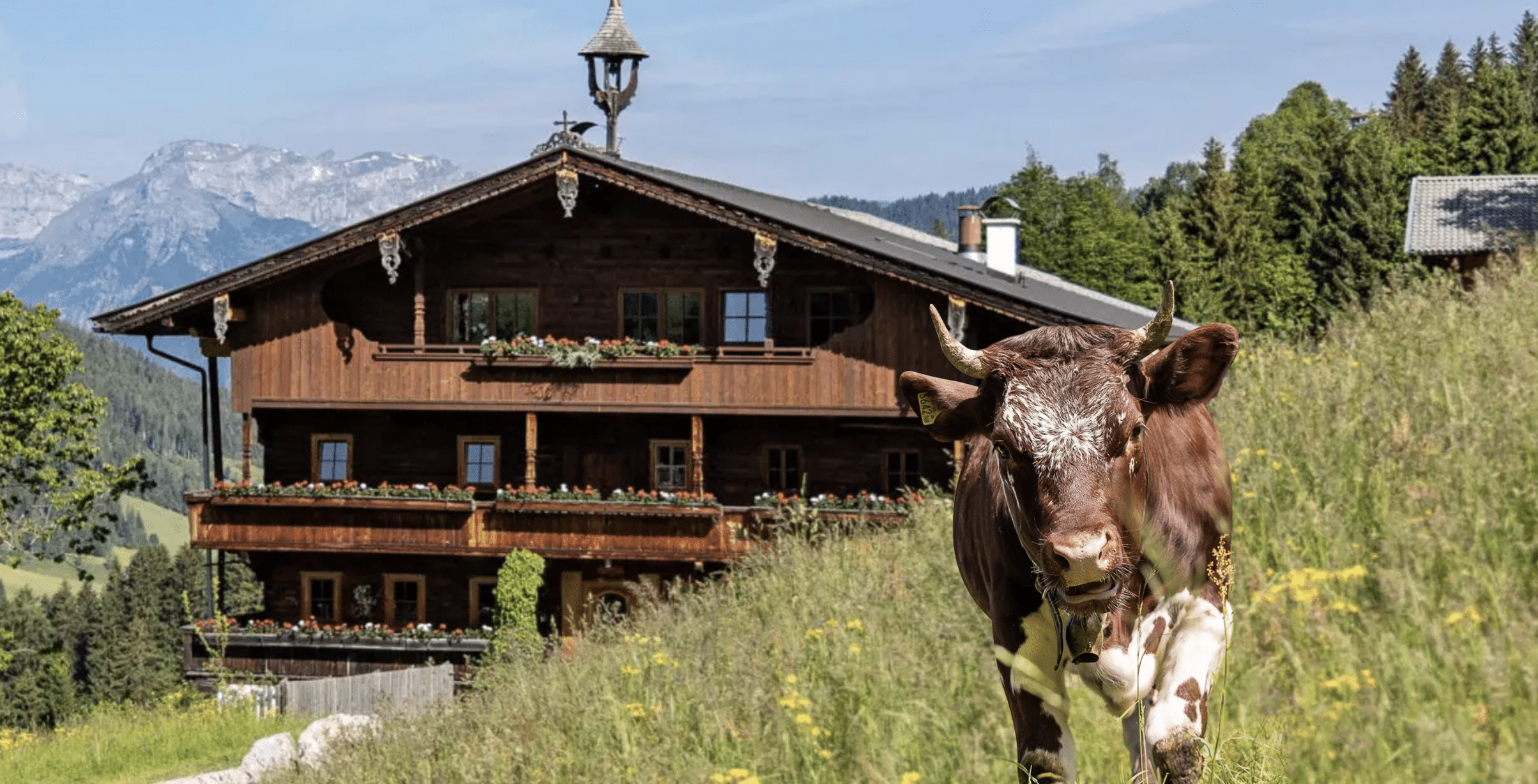 Kuh auf Alm