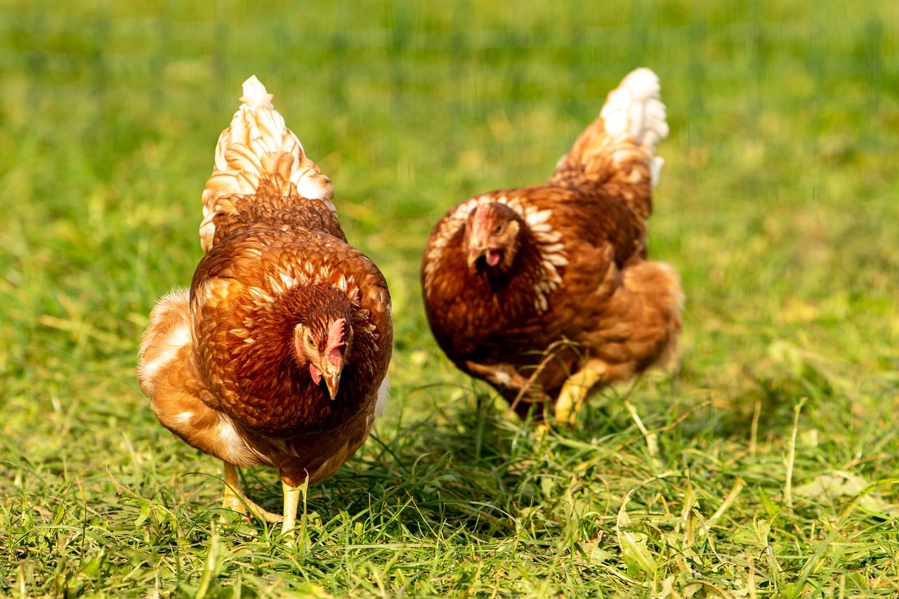 zwei Hühner in braun im Gras